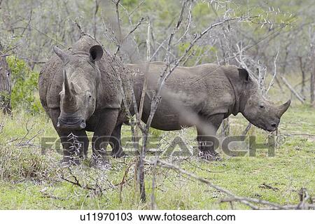 Stock Image - Two Rhinoceros stand in African plains. Fotosearch
