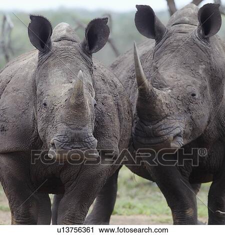 Stock Image - Two rhinoceros walk side by side. Fotosearch