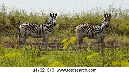 Stock Image - Two Zebras stand in the African plains. Fotosearch