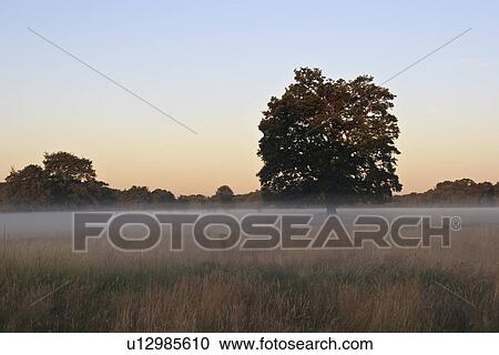 Stock Image - UK Foggy field in winter. Fotosearch
