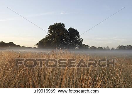 UK Foggy field in winter View Large Photo Image Stock Photo - UK Foggy field in winter. Fotosearch