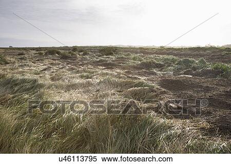 Stock Photography - UK Norfolk field of grass. Fotosearch