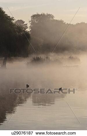 UK Two birds on calm and foggy lake View Large Photo Image Stock Photo - UK Two birds on calm and foggy lake. Fotosearch