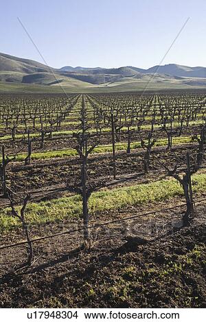 Vineyard in Santa Maria California View Large Photo Image Picture - Vineyard in Santa Maria California. Fotosearch