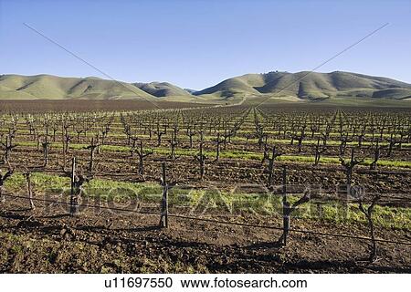 Stock Image - Vineyard in Santa Maria California. Fotosearch