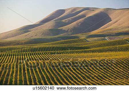 Stock Image - Vineyard in Santa Maria California. Fotosearch