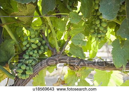 Stock Image - Vineyard in Santa Maria California. Fotosearch
