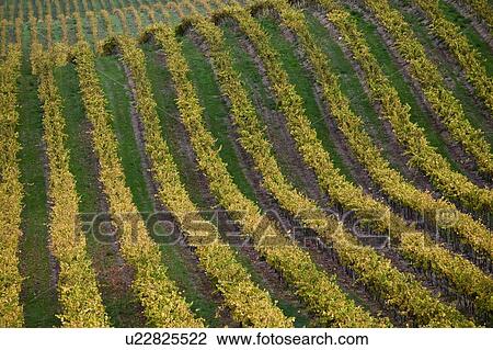 Stock Image - Vineyard in Santa Maria California. Fotosearch