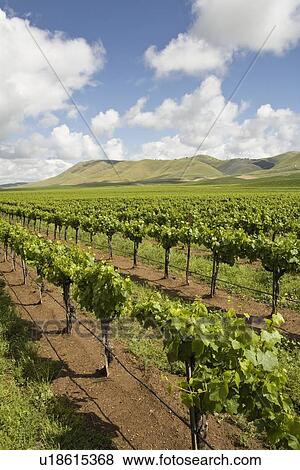 Vineyard in Santa Maria California View Large Photo Image Stock Photo - Vineyard in Santa Maria California. Fotosearch
