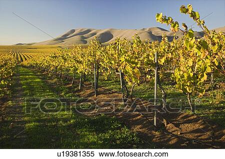 Stock Photography - Vineyard in Santa Maria California. Fotosearch
