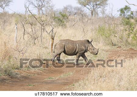 Stock Photo - Walking rhino. Fotosearch