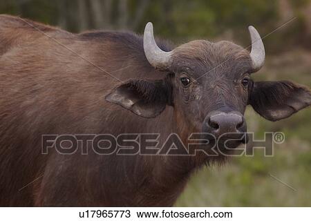Stock Image - Water Buffalo in African plains. Fotosearch