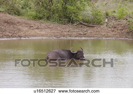 Water Buffalo wading in river View Large Photo Image Stock Photo - Water Buffalo wading in river. Fotosearch