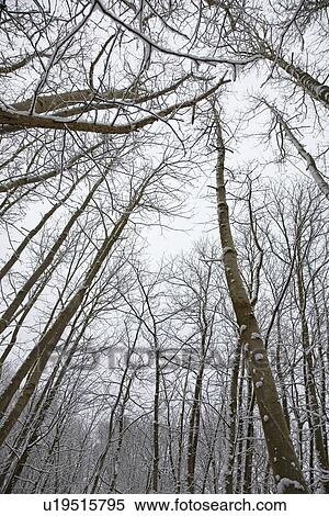 Stock Photography - Winter scene in forest. Kent England.. Fotosearch