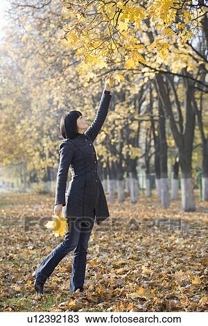 Woman collecting leaves from tree in park View Large Photo Image Stock Image - Woman collecting leaves from tree in park. Fotosearch