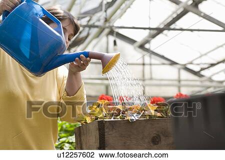 Woman watering flowers in greenhouse View Large Photo Image Stock Image - Woman watering flowers in greenhouse. Fotosearch