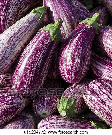 Aubergines in Murcia, Spain View Large Photo Image Stock Image - Aubergines in Murcia, Spain. Fotosearch