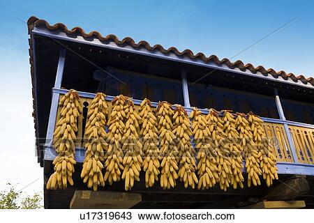 Corn cobs dry on balcony in Asturias, Spain View Large Photo Image Stock Image - Corn cobs dry on balcony in Asturias, Spain. Fotosearch
