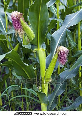 Ears of corn in field, Asturias, Spain View Large Photo Image Stock Image - Ears of corn in field, Asturias, Spain. Fotosearch