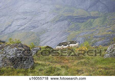 Sheep on the mountains of the Lofoten Islands, Norway View Large Photo Image Stock Photo - Sheep on the mountains of the Lofoten Islands, Norway. Fotosearch