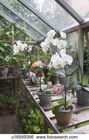 Floweing orchid on greenhouse workbench View Large Photo Image Stock Photograph - Floweing orchid on greenhouse workbench. Fotosearch