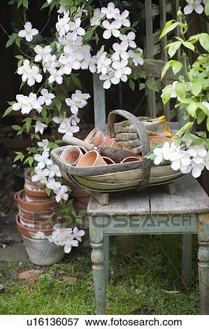 Stock Photo - Flowering Clematis and garden tools. Fotosearch