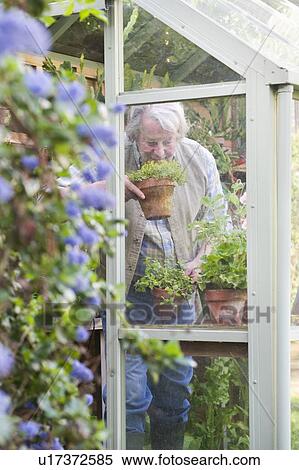 Gardener smells fresh herbs View Large Photo Image Stock Photography - Gardener smells fresh herbs. Fotosearch