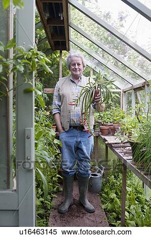 Gardener stands in greenhouse holding potplant View Large Photo Image Stock Photography - Gardener stands in greenhouse holding potplant. Fotosearch