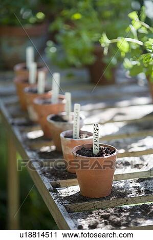 Terracotta flowerpots with labels on workbench in potting shed View Large Photo Image Stock Image - Terracotta flowerpots with labels on workbench in potting shed. Fotosearch