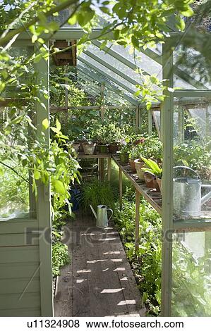 View into sunlit greenhouse View Large Photo Image Stock Photo - View into sunlit greenhouse. Fotosearch