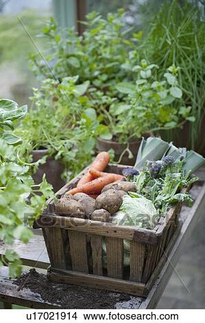 Wooden crate of fresh vegetables View Large Photo Image Picture - Wooden crate of fresh vegetables. Fotosearch
