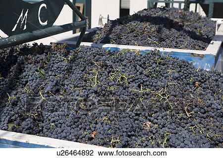 Stock Image - Abundance of grapes in containers. Fotosearch