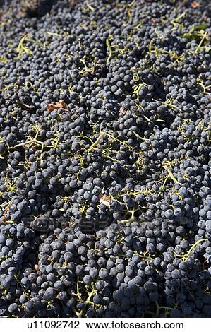 Stock Image - Abundance of grapes. Fotosearch