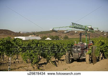Picture - Agricultural sprinkler in vineyard. Fotosearch