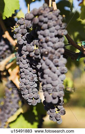Bunch of Black Wine Grapes View Large Photo Image Stock Image - Bunch of Black Wine Grapes. Fotosearch