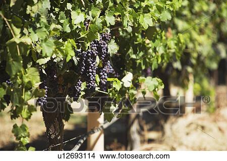 Picture - Bunches of Grapes on Vine. Fotosearch
