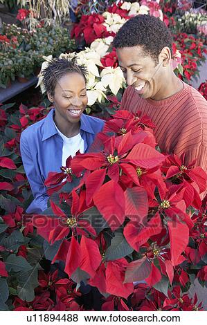 Stock Photo - Couple choosing Poinsettias at florists. Fotosearch