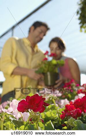 Couple selecting plants at nursery View Large Photo Image Stock Image - Couple selecting plants at nursery. Fotosearch