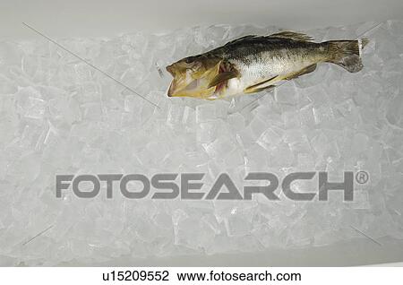 Stock Image - Fish on ice. Fotosearch