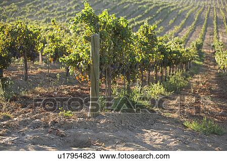 Stock Image - Grape vines in vineyard. Fotosearch
