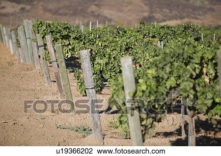 Grape vines in vineyard View Large Photo Image Stock Image - Grape vines in vineyard. Fotosearch