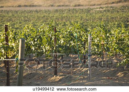 Grape vines in vineyard View Large Photo Image Stock Image - Grape vines in vineyard. Fotosearch