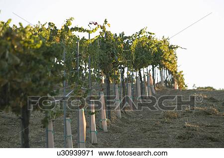 Stock Image - Grape vines in vineyard. Fotosearch