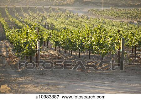 Grape vines in vineyard View Large Photo Image Stock Photo - Grape vines in vineyard. Fotosearch