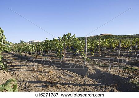 Grape vines in vineyard View Large Photo Image Stock Photo - Grape vines in vineyard. Fotosearch