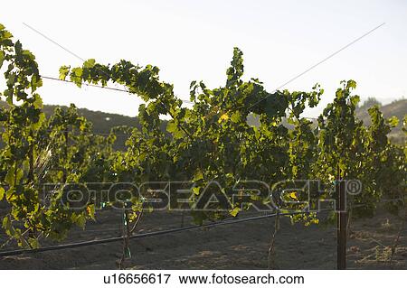 Grape vines in vineyard View Large Photo Image Stock Photo - Grape vines in vineyard. Fotosearch