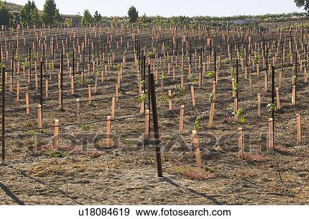 Stock Photo - Grape vines in vineyard. Fotosearch
