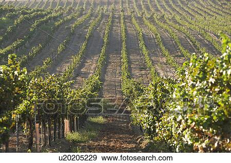 Stock Photo - Grape vines in vineyard. Fotosearch