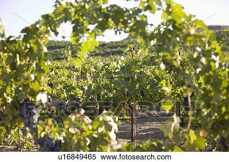 Stock Photography - Grape vines in vineyard. Fotosearch