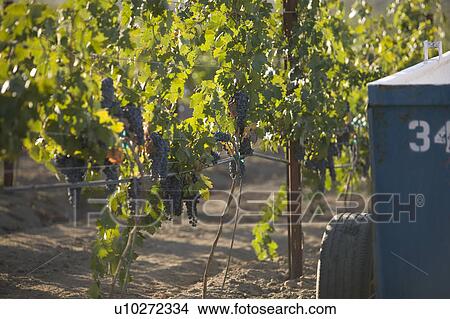 Grapes in vineyard View Large Photo Image Picture - Grapes in vineyard. Fotosearch